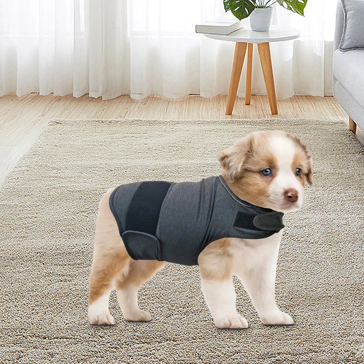 Classic and elegant vest for dogs